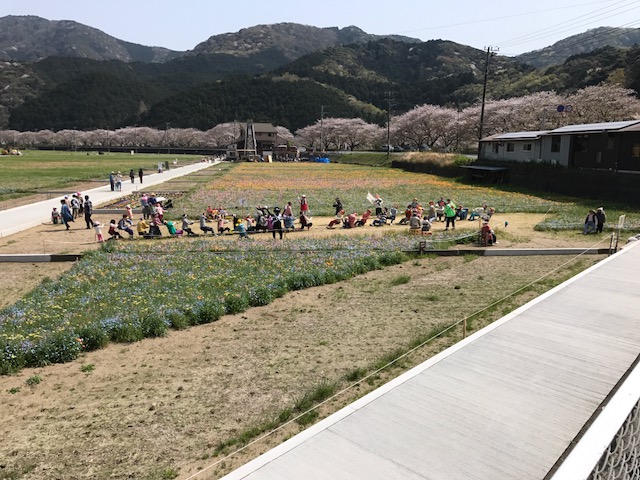 西伊豆松崎町花畑