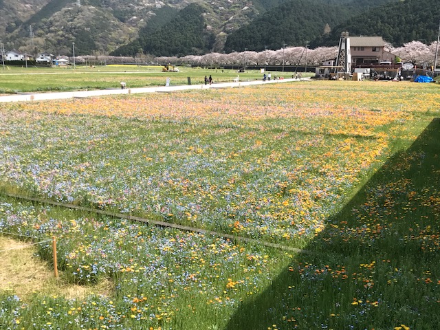 西伊豆松崎町花畑