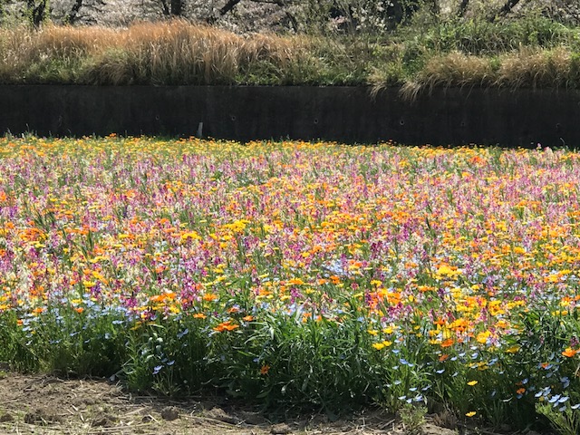 西伊豆松崎町花畑
