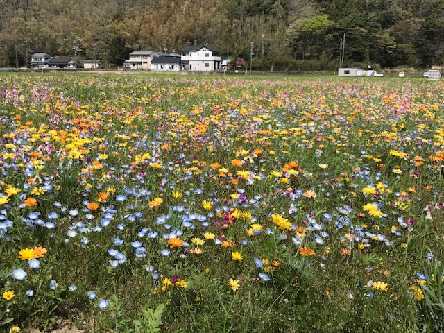 西伊豆松崎町花畑
