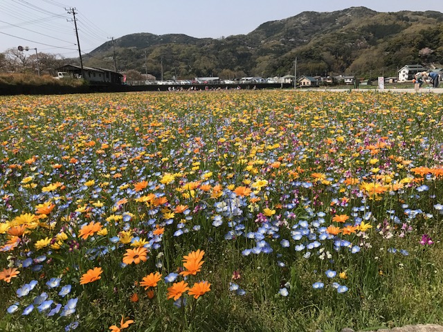 西伊豆松崎町花畑