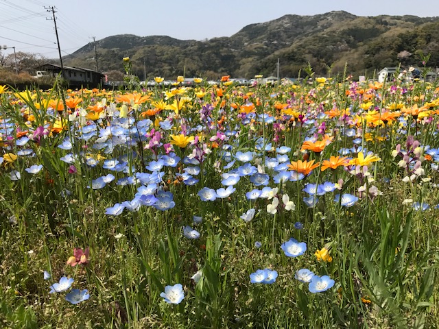 西伊豆松崎町花畑