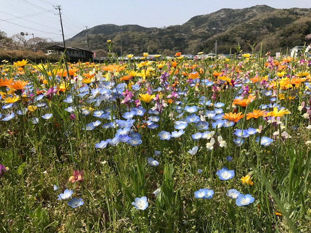 西伊豆松崎町花畑