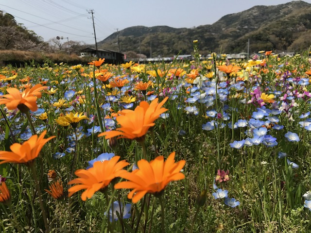 西伊豆松崎町花畑