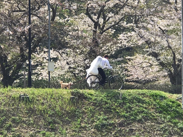 西伊豆松崎町花畑