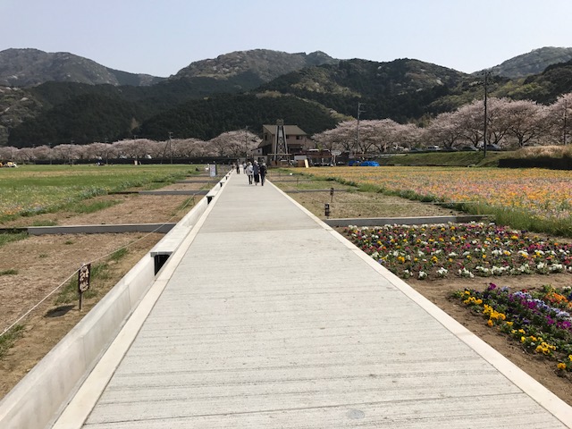 西伊豆松崎町花畑