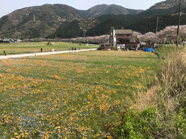 西伊豆松崎町花畑