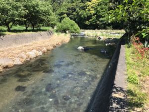 初夏の到来河津町佐野川筏場マス釣り大会