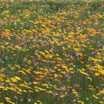 　田んぼを使った花畑