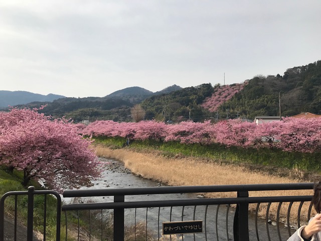 河津桜まつり2019