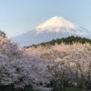 岩本山公園　桜梅　開花状況　2020　地元民による最新情報版