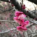 岩本山公園　桜と梅まつりイベント