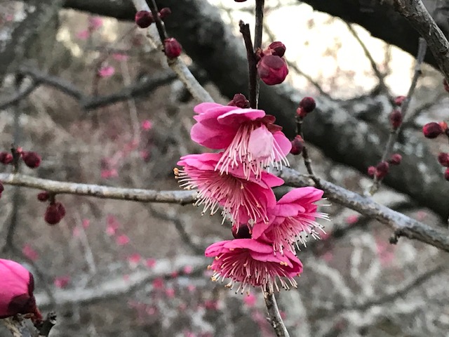 岩本山公園 桜と梅まつりイベント