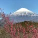 岩本山公園カフェ・梅・桜・あじさい・猫・遊具で家族も楽しめる。富士市民の憩いの公園